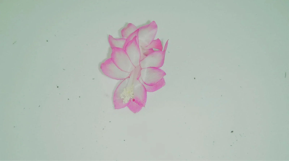 Christmas Cactus Starter Plant - Pink Pearl - Schlumbergera Truncata - Healthy Well-Rooted Indoor Houseplant - Easy Care
