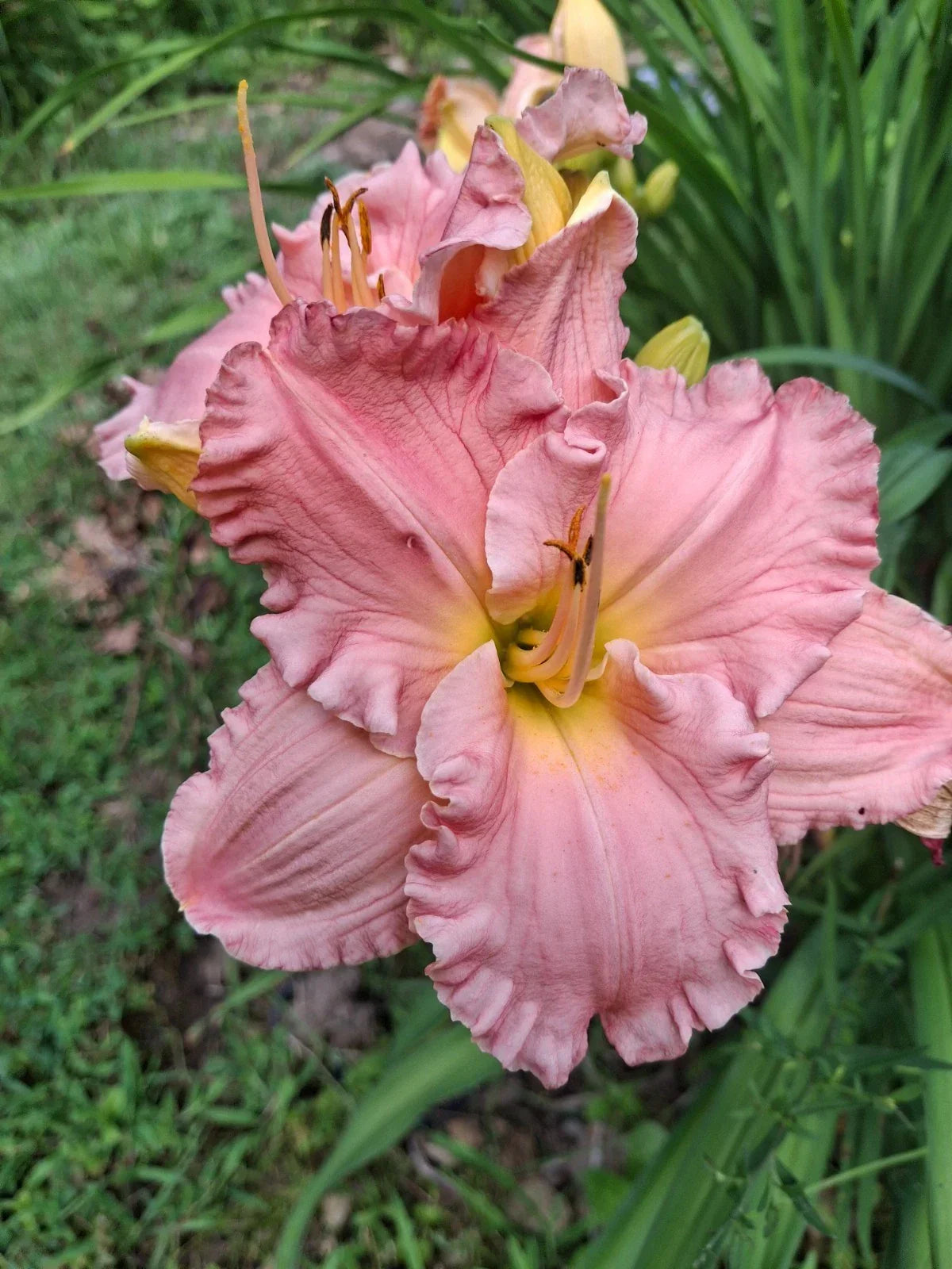 Daylily Bareroot Plant 1 Mature Fan 'Joyful Occasion' Hemerocallis Perennial Flowering Garden Plant