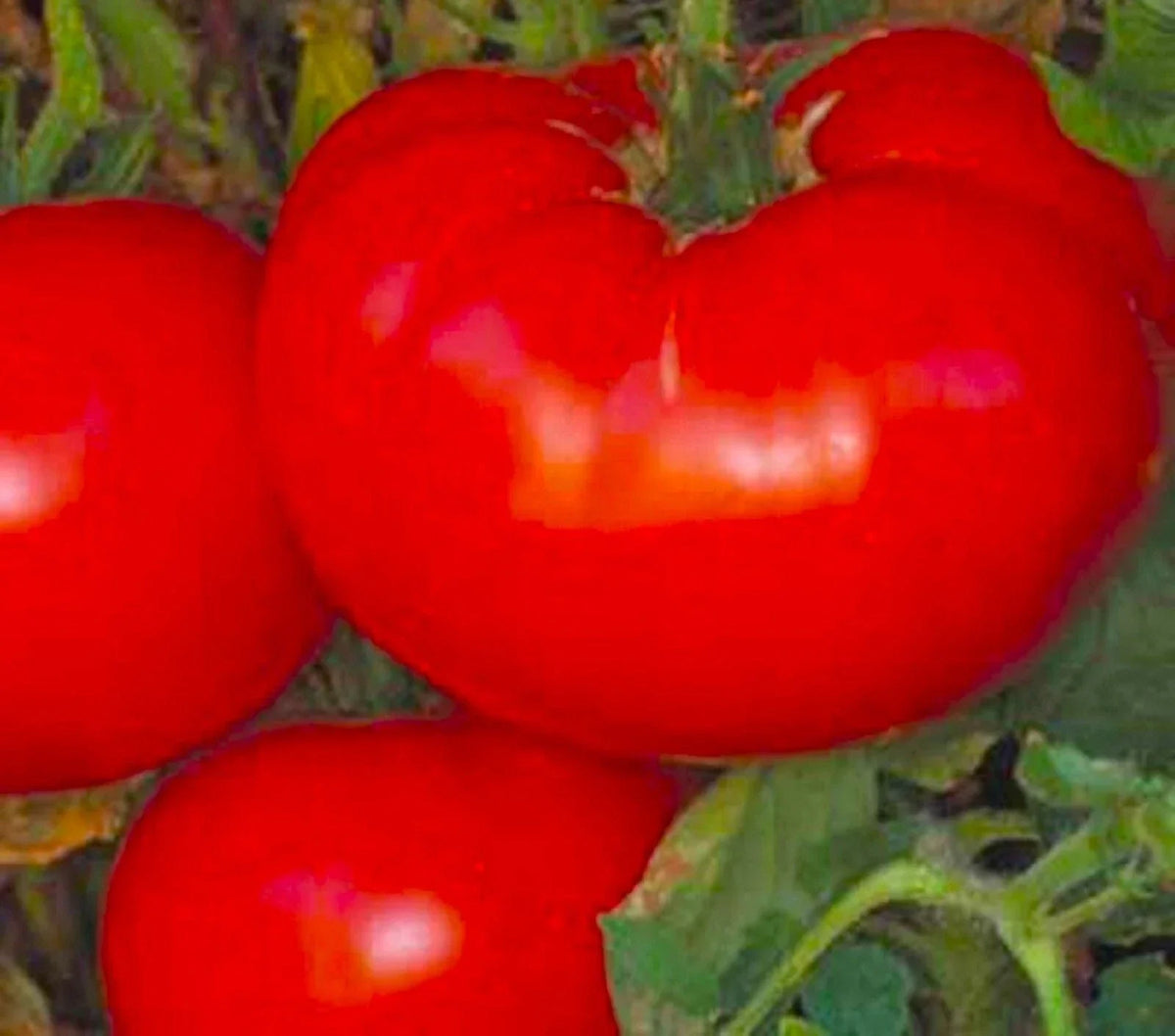 Delicious Tomato Seeds 50+ Non-GMO Heirloom Variety Solanum lycopersicum for Home Gardens