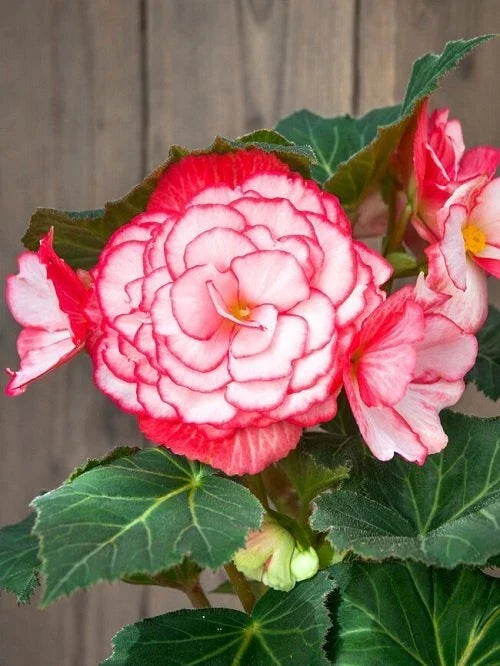 Begonia Seeds 1000 Count Glory Hot Tip Rose Pink (Begonia x tuberhybrida) Non-California Shipping, Garden Plant Seeds
