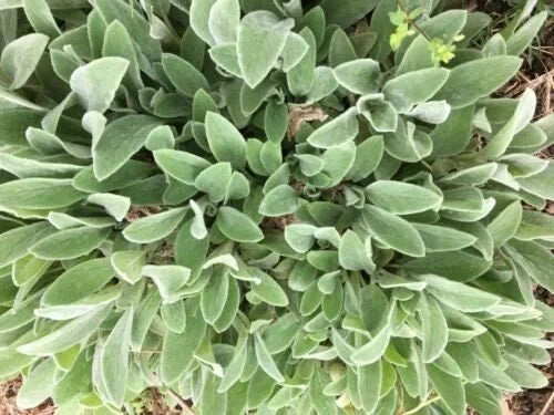 Lambs' Ear Starter Plants 8-12 Pack - Stachys byzantina - Bare Root Ground Cover - Fuzzy Silver-Green Foliage