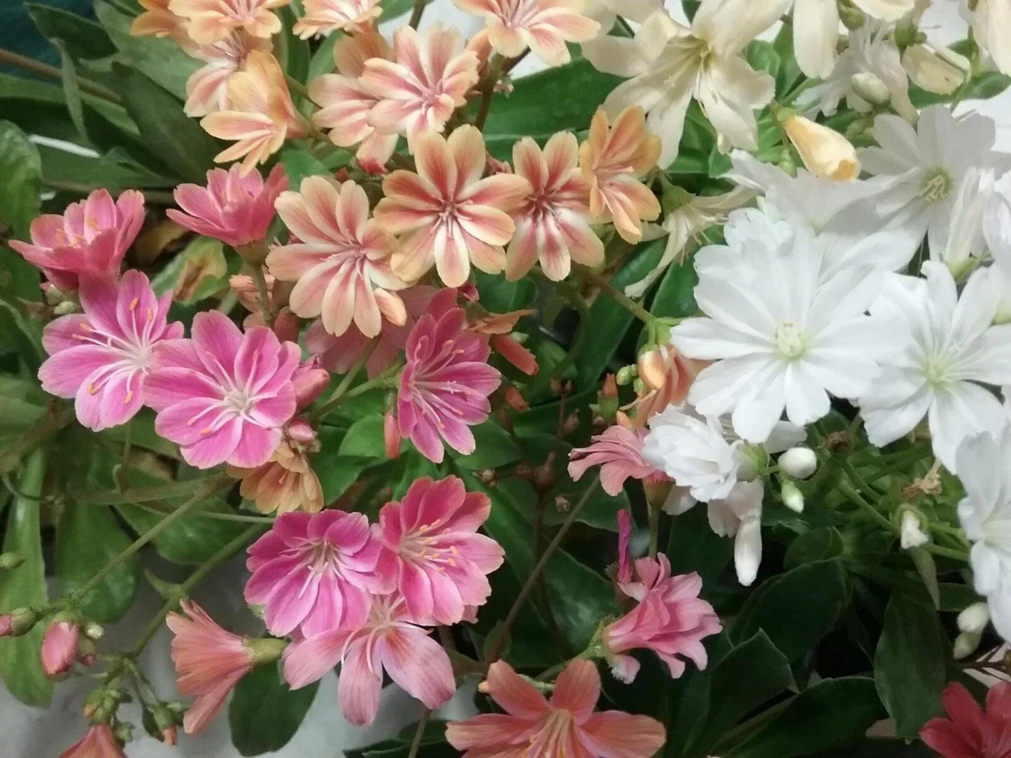 Lewisia 'Rainbow Mix' Live Starter Plant | Hardy Drought-Tolerant Succulent | Colorful Perennial Rock Garden Flower