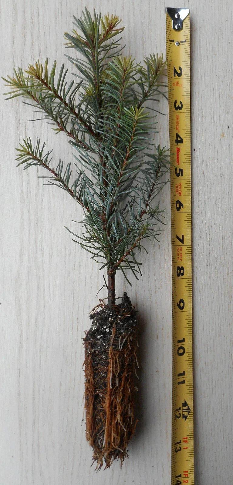 Noble Fir Seedling 8–14 Inches - Abies procera, Evergreen Conifer for Landscaping & Christmas Trees