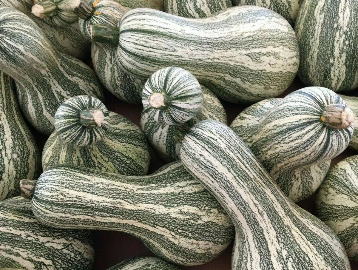 Green Striped Cushaw Pumpkin Seeds 10+ Count Cucurbita mixta Gourd Vegetable Heirloom Gardening Seeds
