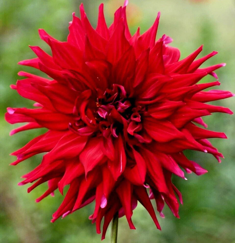 Dahlia Live Plant Tuber - 8" Semi-Cactus Red Blooms - Dahlia 'Holly Huston' - Easy to Grow Flower Bulb for Garden