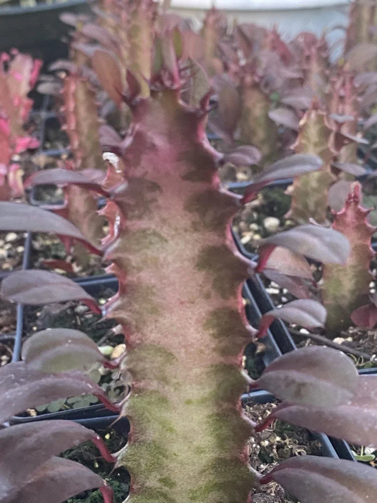 Rooted Red African Milk Tree Cactus - 2 Live Plants - Euphorbia trigona - Low-Maintenance Indoor/Outdoor Garden Cacti