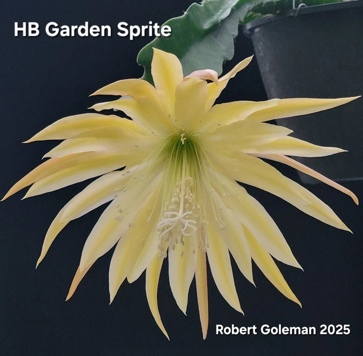 Unrooted Cutting Epiphyllum 'HB Garden Sprite' Orchid Cactus Tropical Houseplant, First Cutting, Epiphyllum spp.