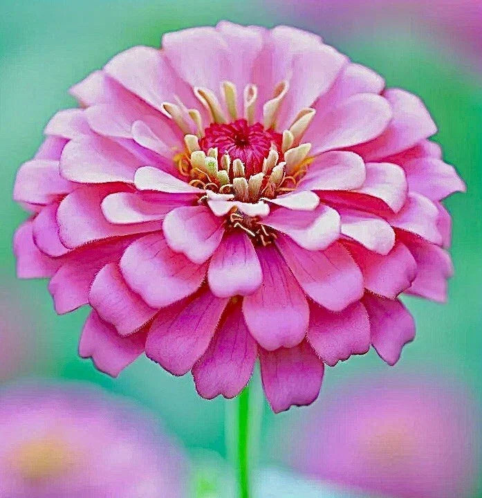 Zinnia Seeds - 200+ Non-GMO Pink Luminosa Flowers - Butterfly Attracting - Zinnia elegans