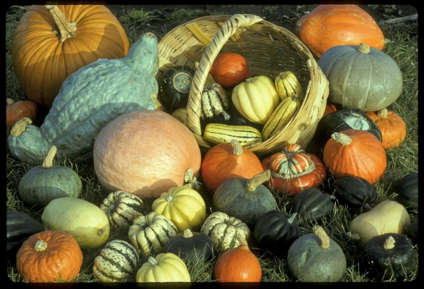 Winter Squash Seeds Mixture - Fresh Heirloom Seed Variety for Home Gardening - Cucurbita pepo