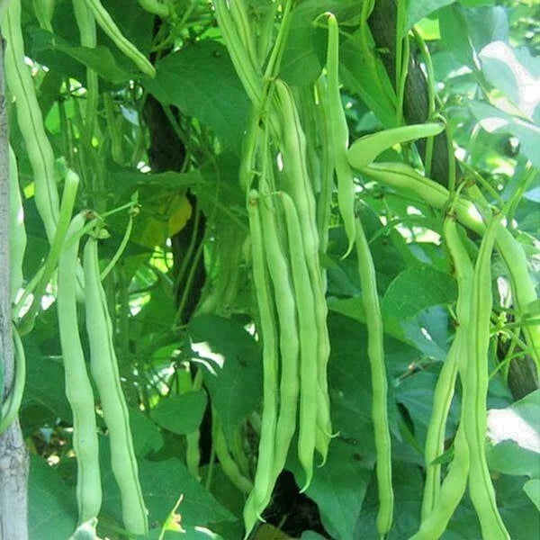 Kentucky Wonder Pole Bean Seeds - 50+ Heirloom Seeds - Phaseolus vulgaris - Fast Growing Vegetable Garden Variety