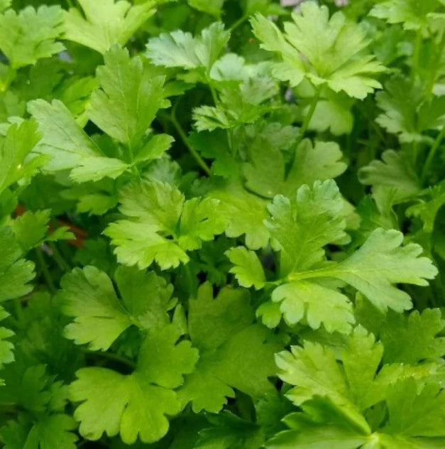Italian Giant Parsley Seeds - 500 Non-GMO Culinary Herb Seeds - Petroselinum crispum for Container Gardening