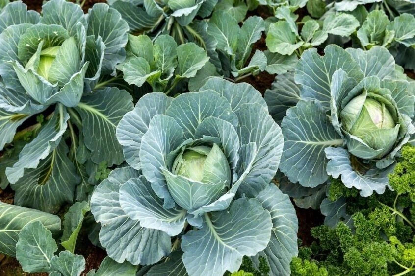 Cabbage Seeds 1000+ Count - Organic Heirloom Non-GMO All Season - Brassica oleracea Var. Capitata