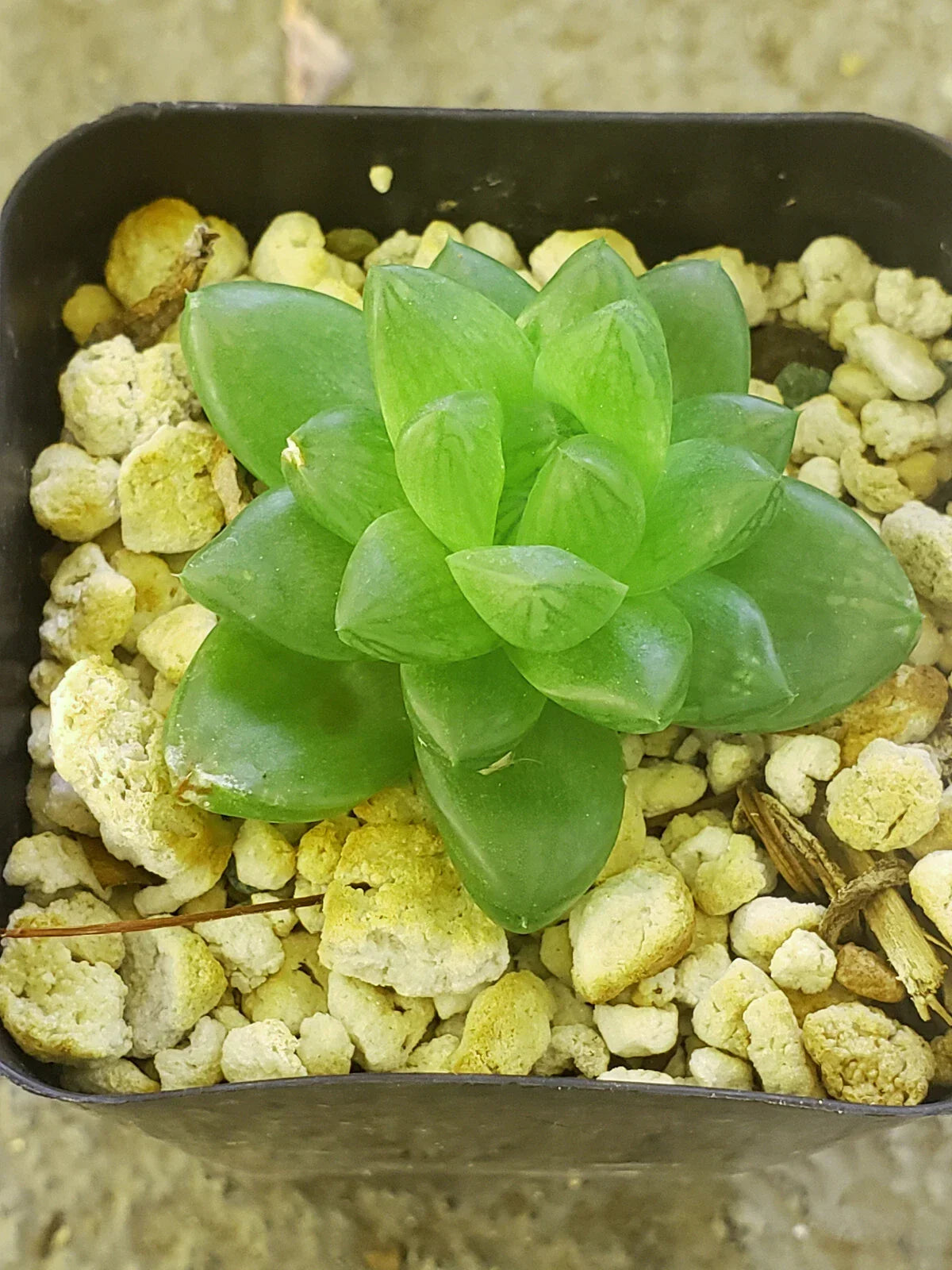 Haworthia Cymbiformis Var. Obtusa - 2" Potted Rare Succulent - Cute Finger Magnet Plant - Indoor Houseplant