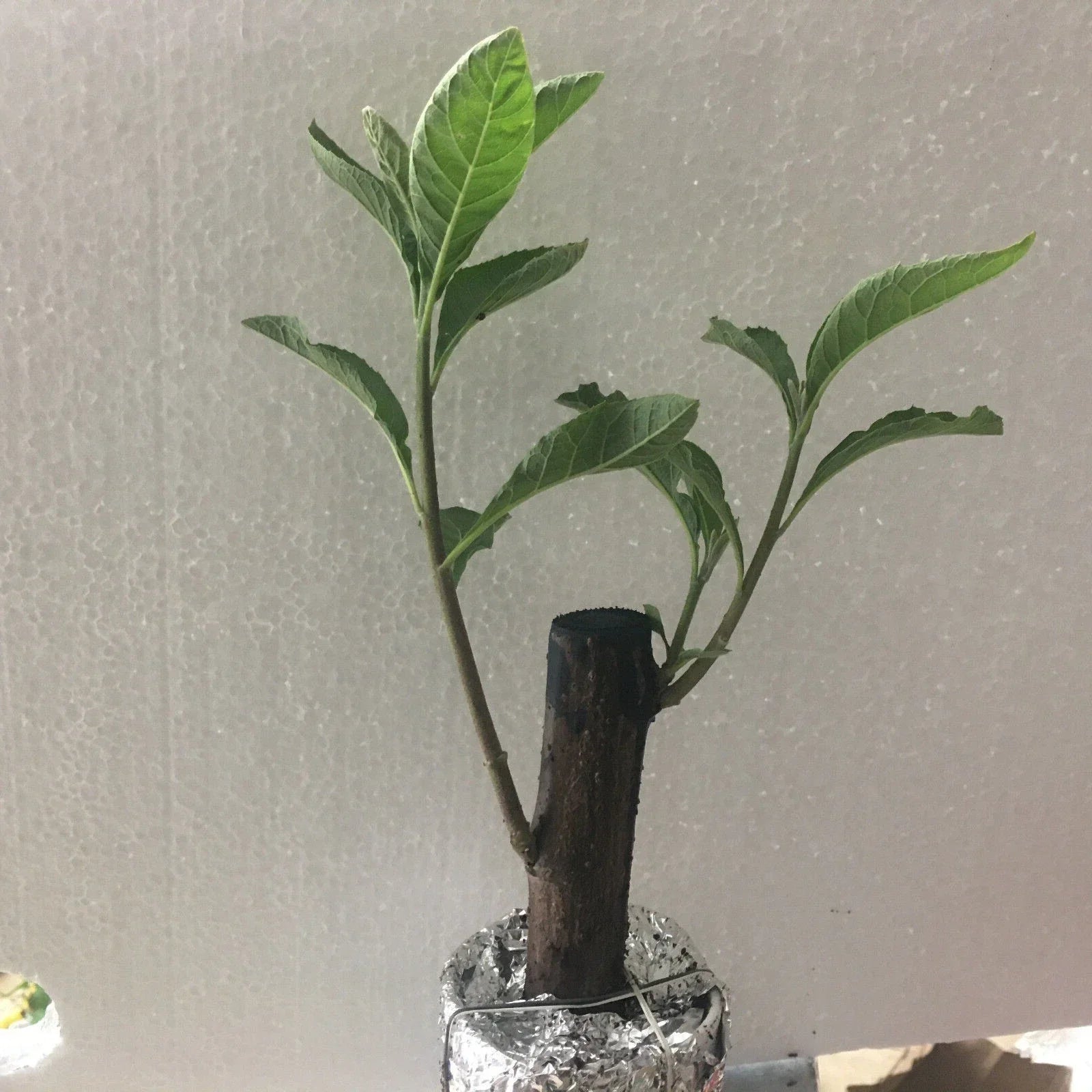 Live African Bitter Leaf Plant - 4-inch Pot - Vernonia amygdalin - Medicinal Herb for Diabetes & Culinary Use