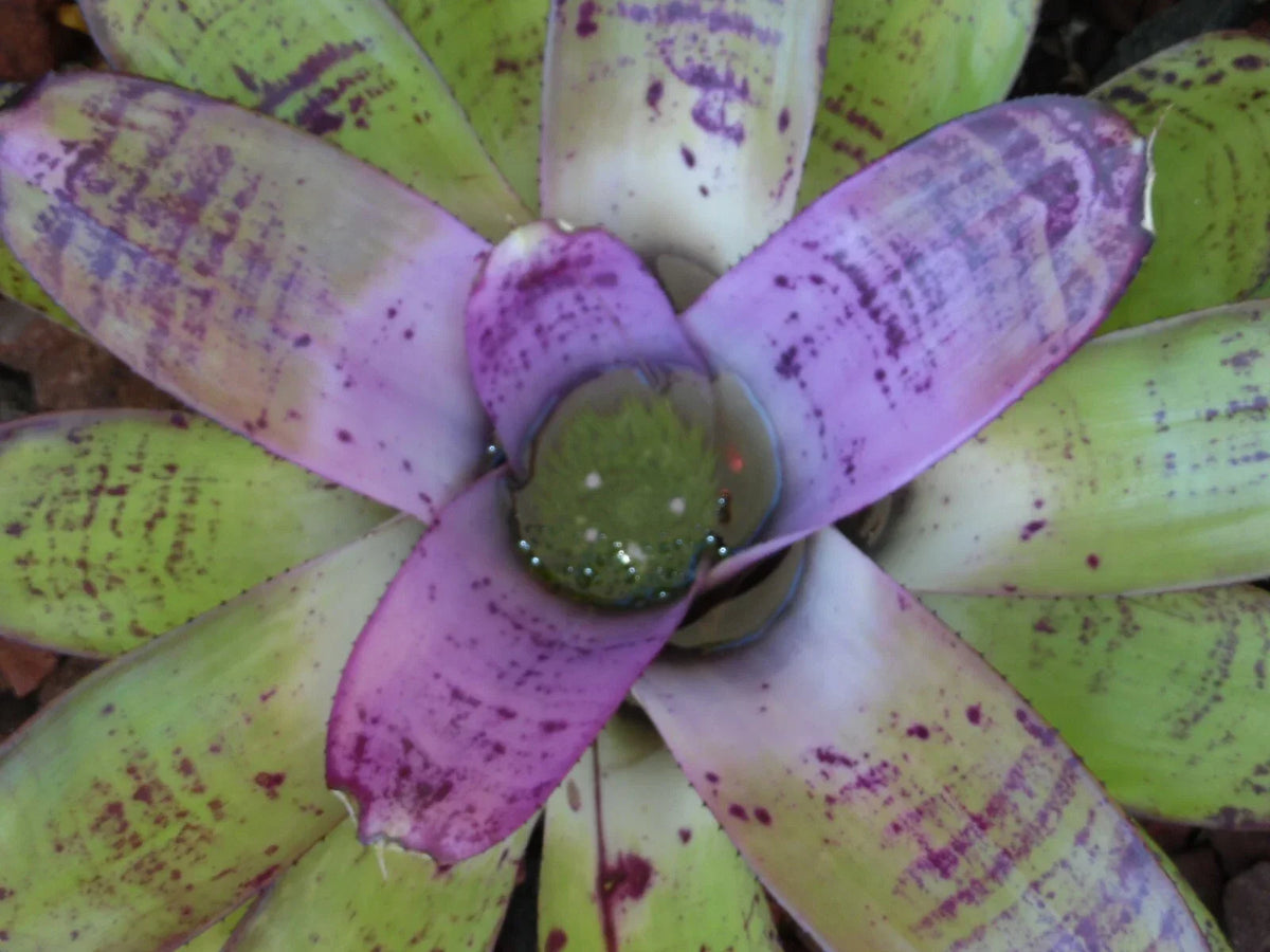 Neoregelia Bromeliad Plant - Big Colorful Foliage - Easy Care Tropical Houseplant - Neoregelia CONCENTRICA