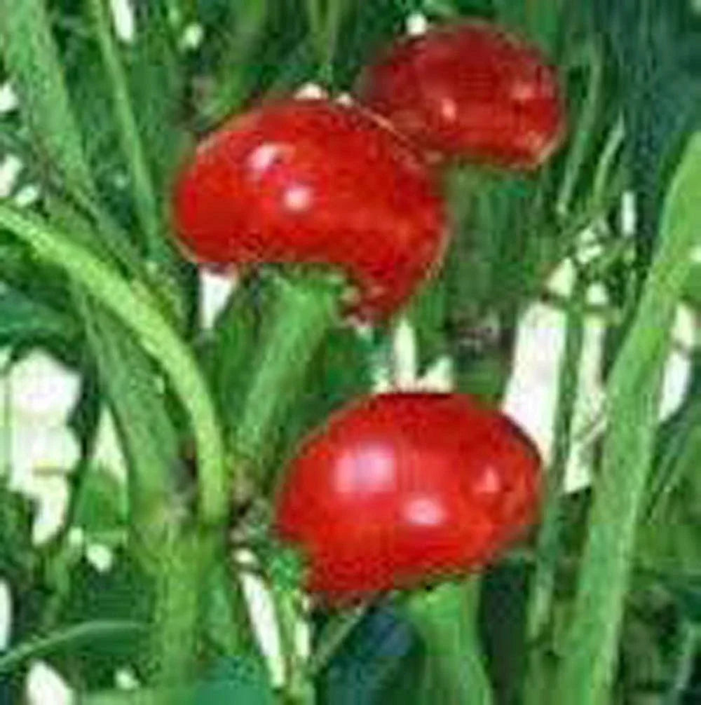 Red Sweet Cherry Pepper Seeds - 500+ Heirloom Non-GMO - Capsicum annuum - Perfect for Home Gardens and Culinary Use