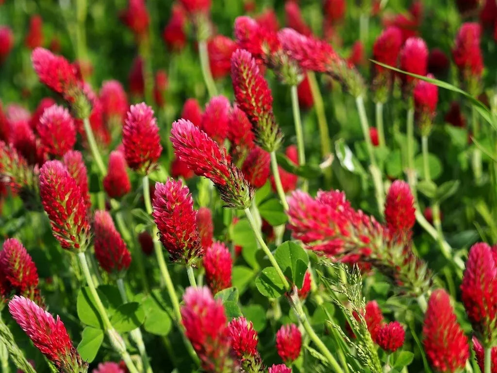 Crimson Clover Seeds 200+ Red Flower Trifolium incarnatum Annual - USA Grown, Eco-Friendly Garden Enhancement