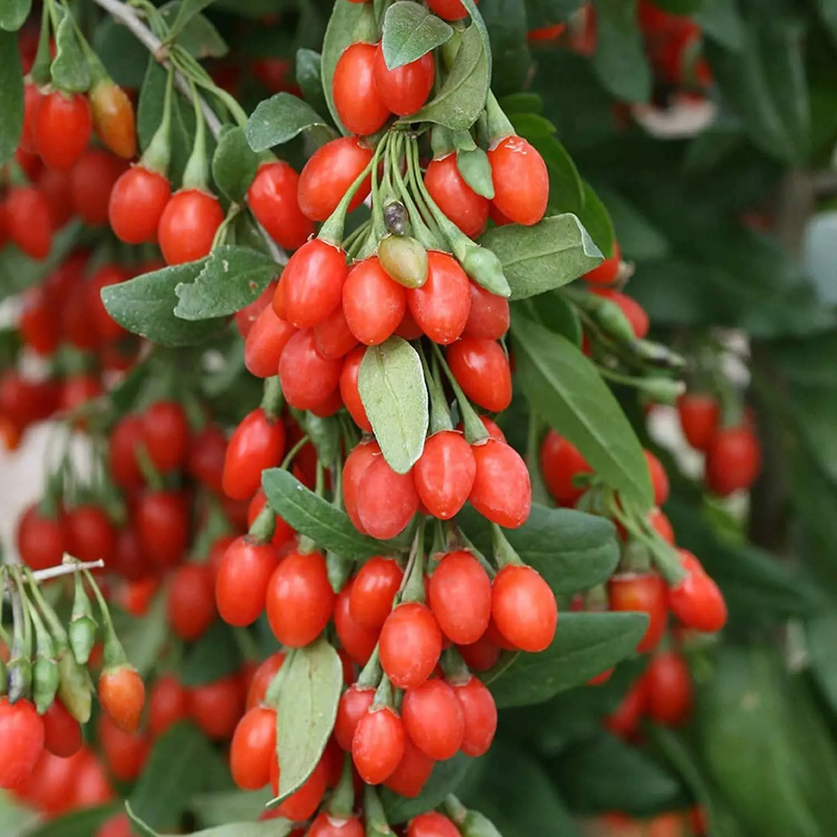 Goji Berry Seeds - 10 Count - Exotic Fruit - Lycium barbarum - Superfood for Garden