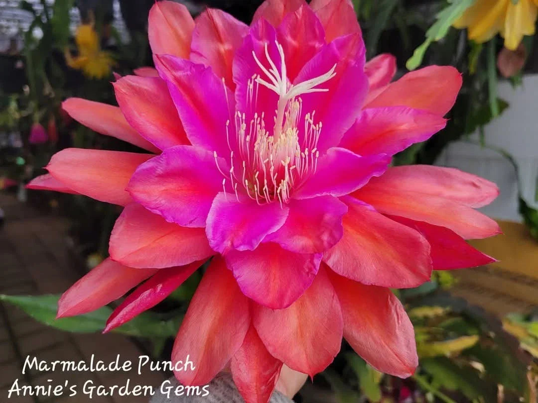 Epiphyllum Cuttings - 8 to 10 Inches - Marmalade Punch (Epiphyllum spp.) - Unrooted Cactus Propagation