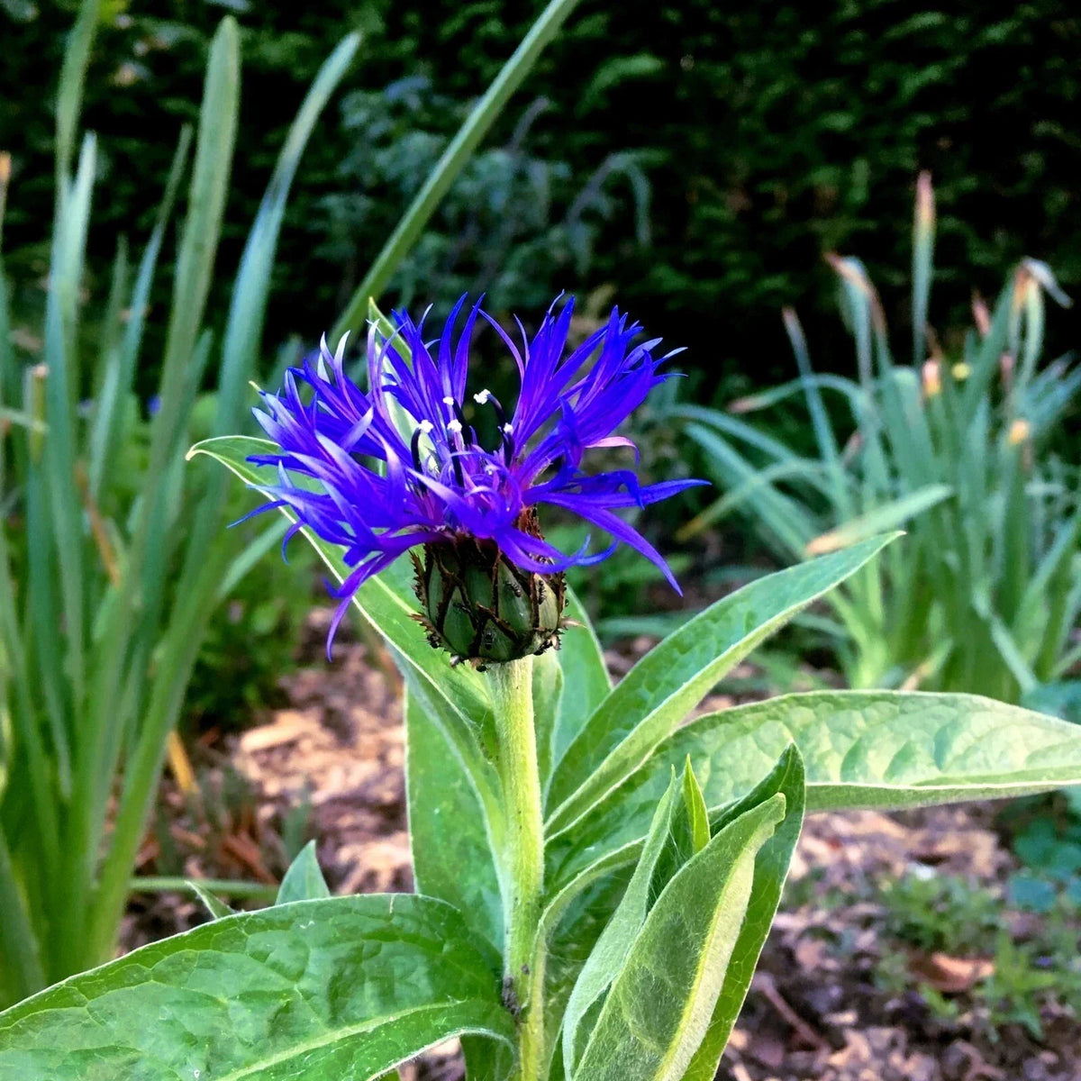Mountain Blue Cornflower Seeds - 20 Perennial Seeds - Centaurea montana - Cold Hardy Flower Seeds for Garden Pollinators
