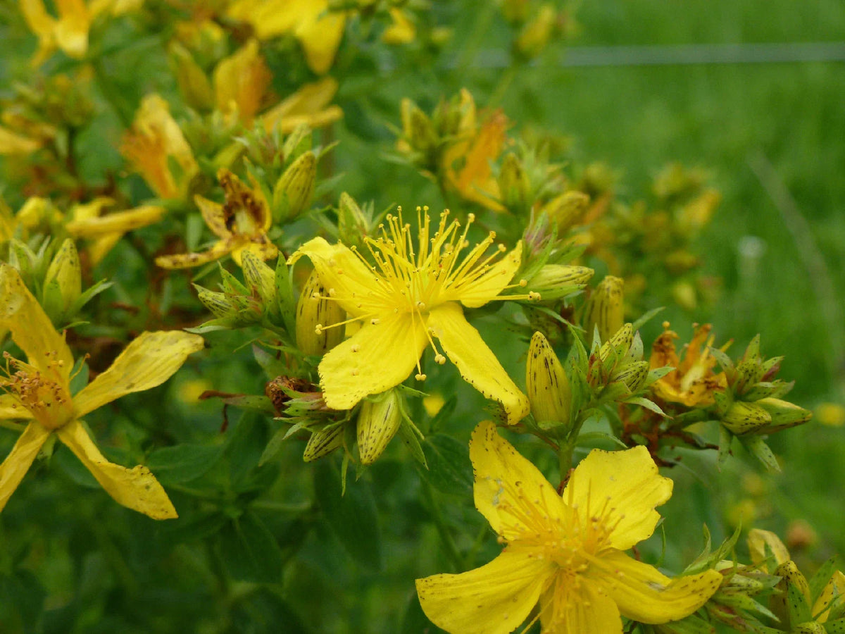 700 Seeds Saint John's Wort Great Yellow Hypericum perforatum - Herbal Garden Seeds, Non-GMO, USA Grown, Easy to Grow