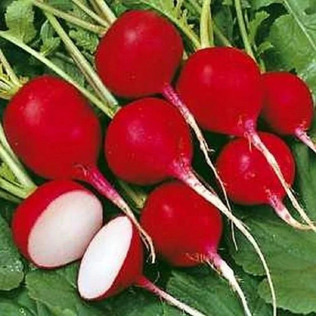 Cherry Belle Radish Seeds - 600 Heirloom Organic Non-GMO - Raphanus sativus - Perfect for Home Gardeners & Culinary Use