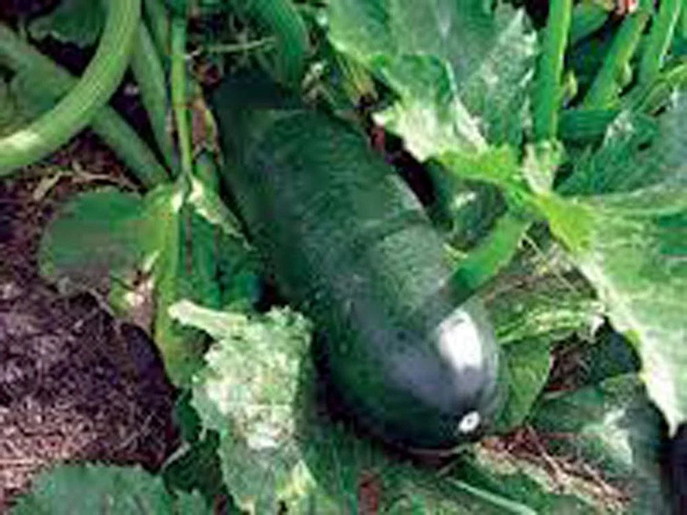 Heirloom Squash Seeds - 500+ Non-GMO Long Dark Green Zucchini - Cucurbita pepo - Perfect for Home Gardens
