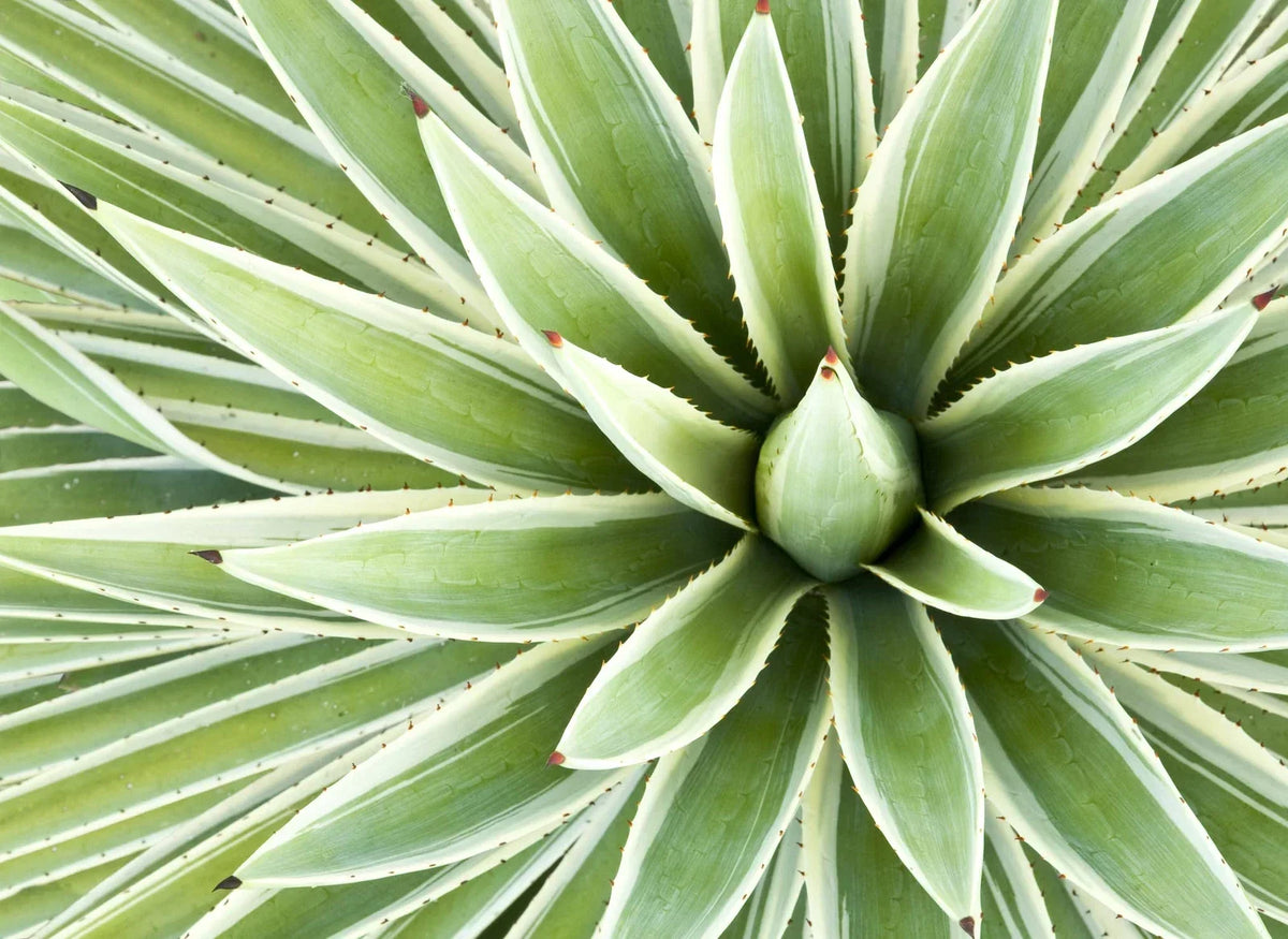 Agave Seed Mix - 50 Seeds - Drought-Tolerant Succulents - Agave spp. - Perfect for Low Maintenance Gardens - Ships from Iowa, USA