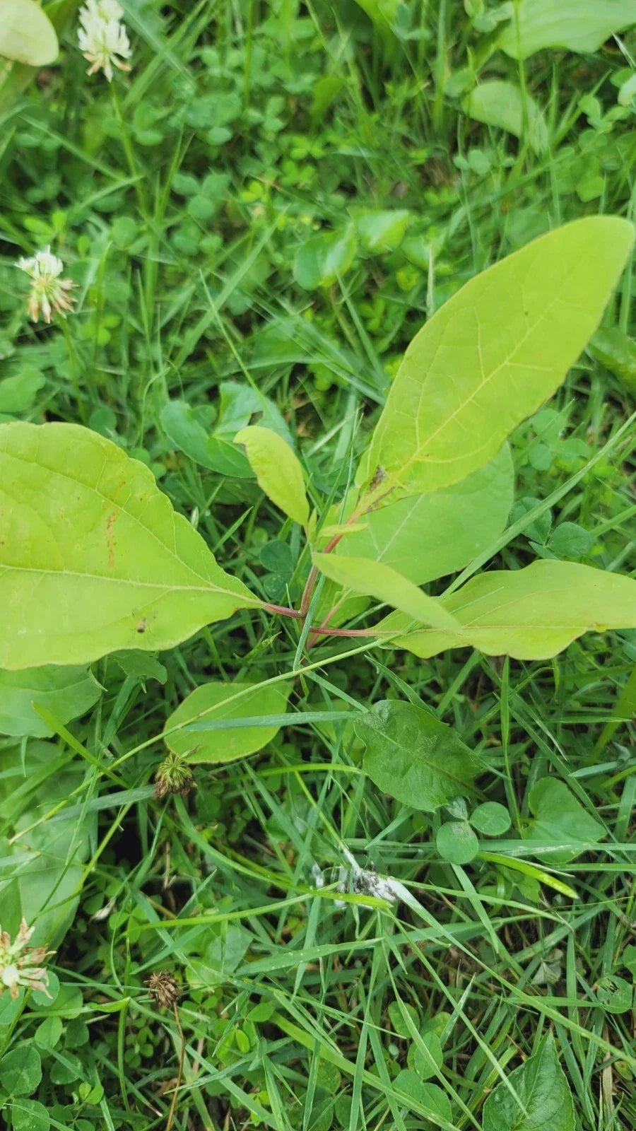 Organic Sassafras Trees - Bare Root Saplings - 3 Pack - Sassafras albidum - Ready to Plant for Gardens and Landscapes