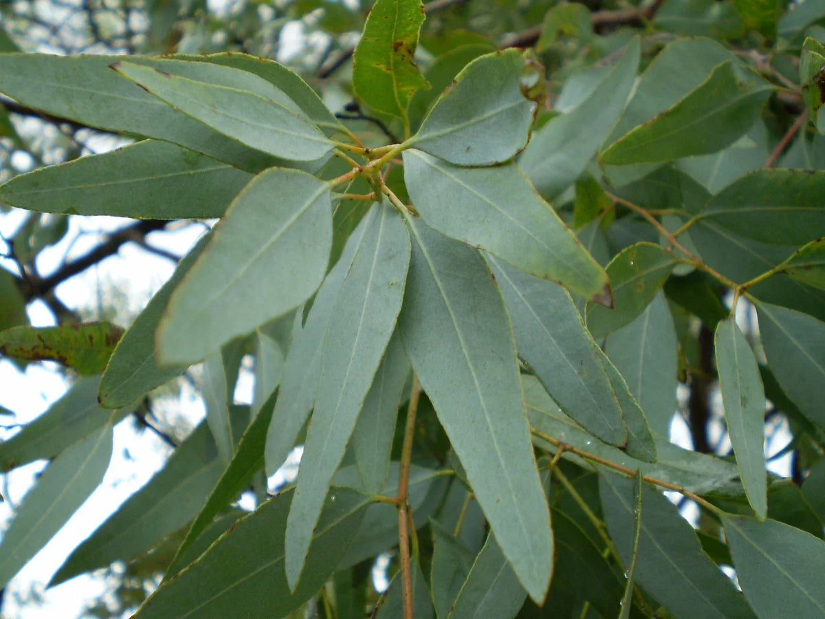 Lemon Eucalyptus Tree Seeds - 7 Seeds - Aromatic & Medicinal - Corymbia citriodora - Natural Insect Repellent Garden Plant