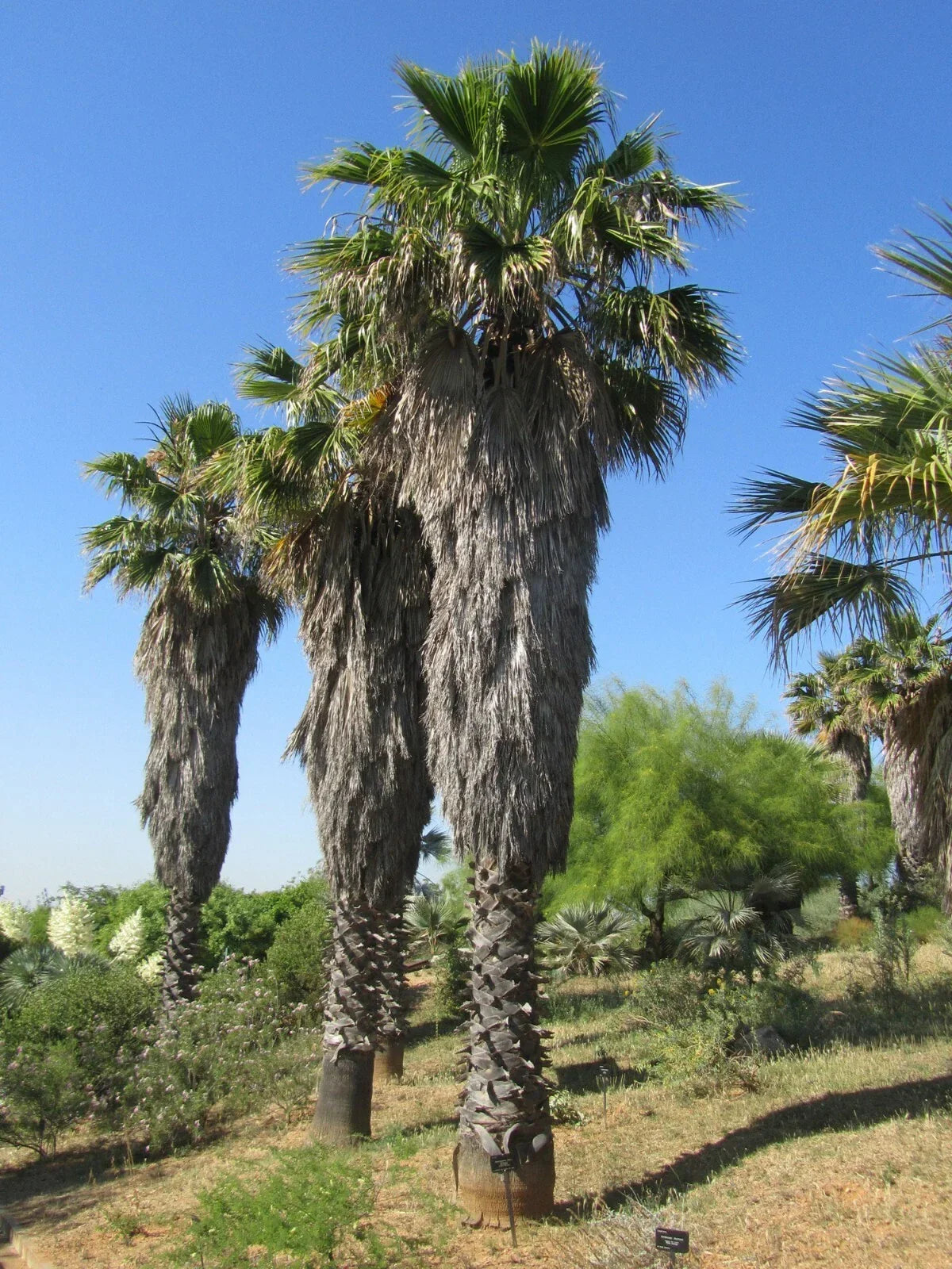 California Fan Palm Seeds 20 Pack, Drought-Tolerant Washingtonia filifera, Hardy Indoor/Outdoor Plant for Landscaping