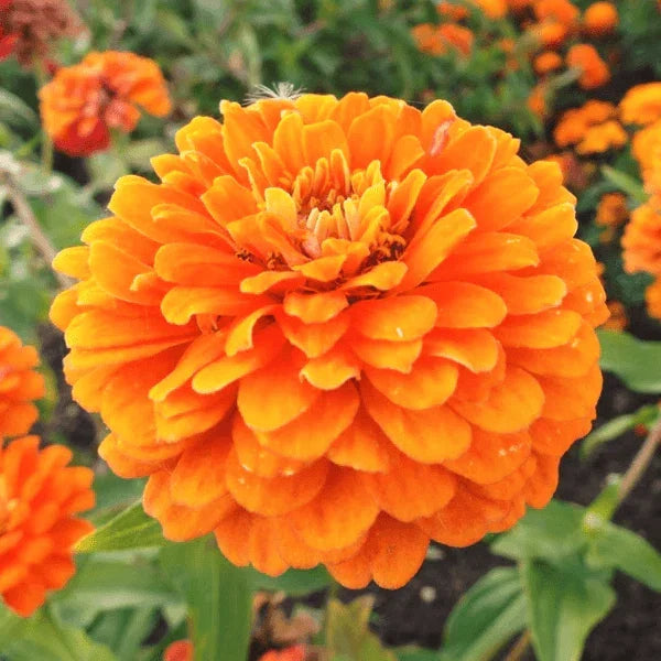 Zinnia Seeds Packet - Giant 5" Double Orange Flowers - Heirloom Orange King Variety - Non-GMO (Zinnia elegans)
