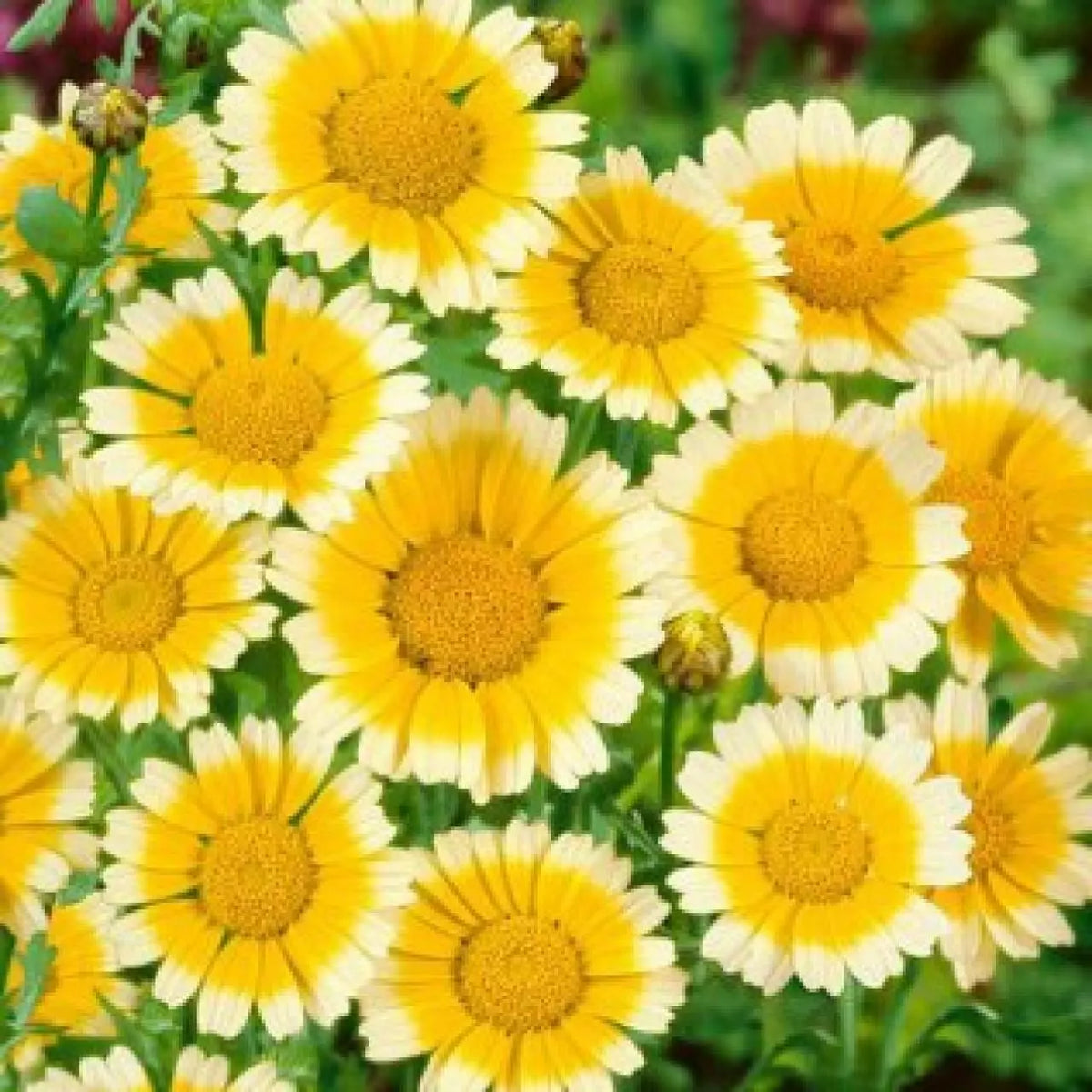 Garland Daisy Seeds 200+ Pack - Yellow White Chrysanthemum - Chrysanthemum coronarium - Easy to Grow Annual Flowers