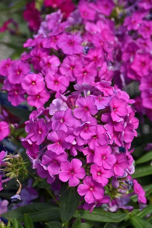 Purple Flame Phlox Seeds - 100+ Count - Vibrant Purple Blooms - Phlox paniculata - USA