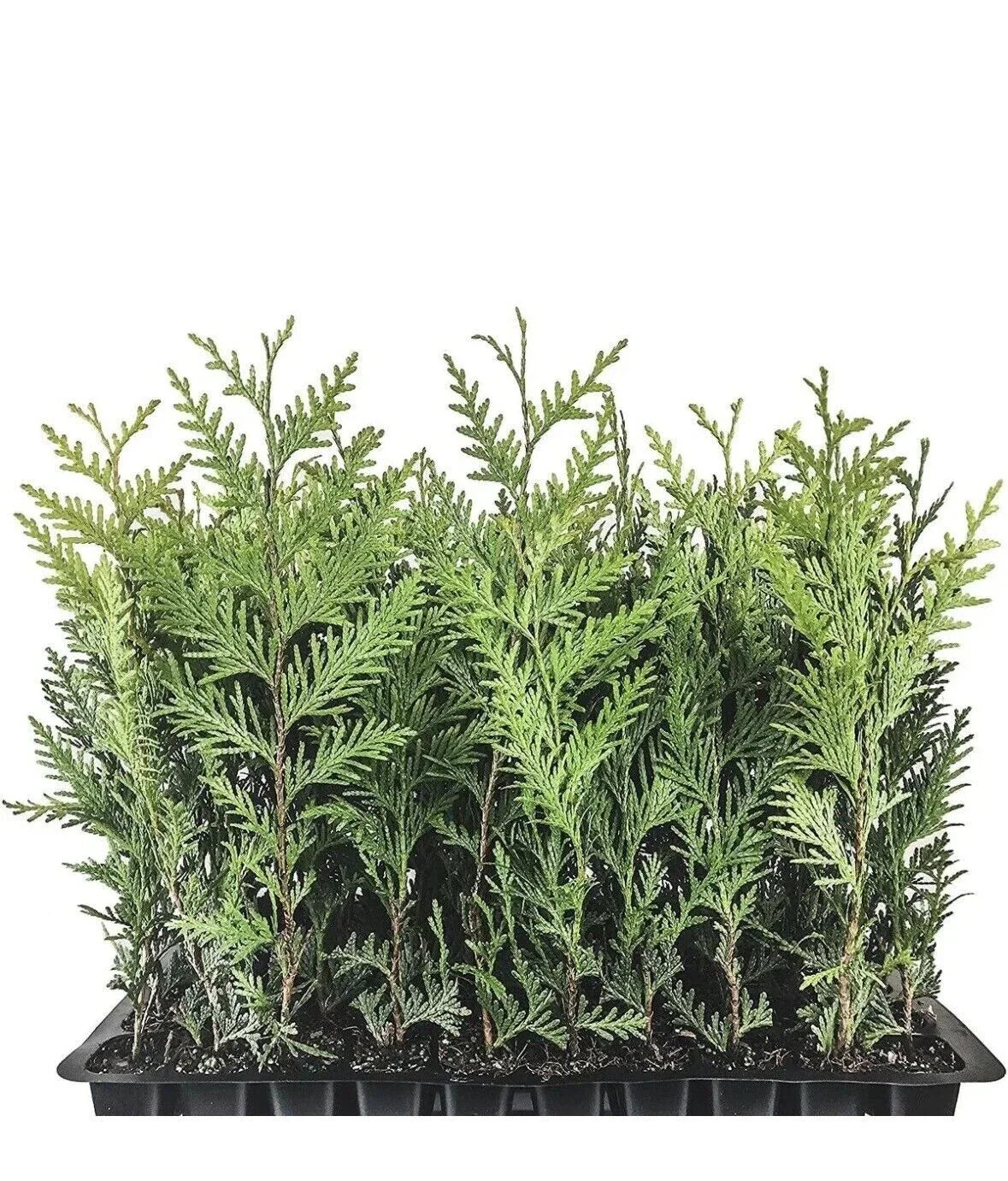 Emerald Green Arborvitae Starter Plants - 3 Pack Thuja occidentalis 'Emerald Green' - Privacy Trees for Landscape