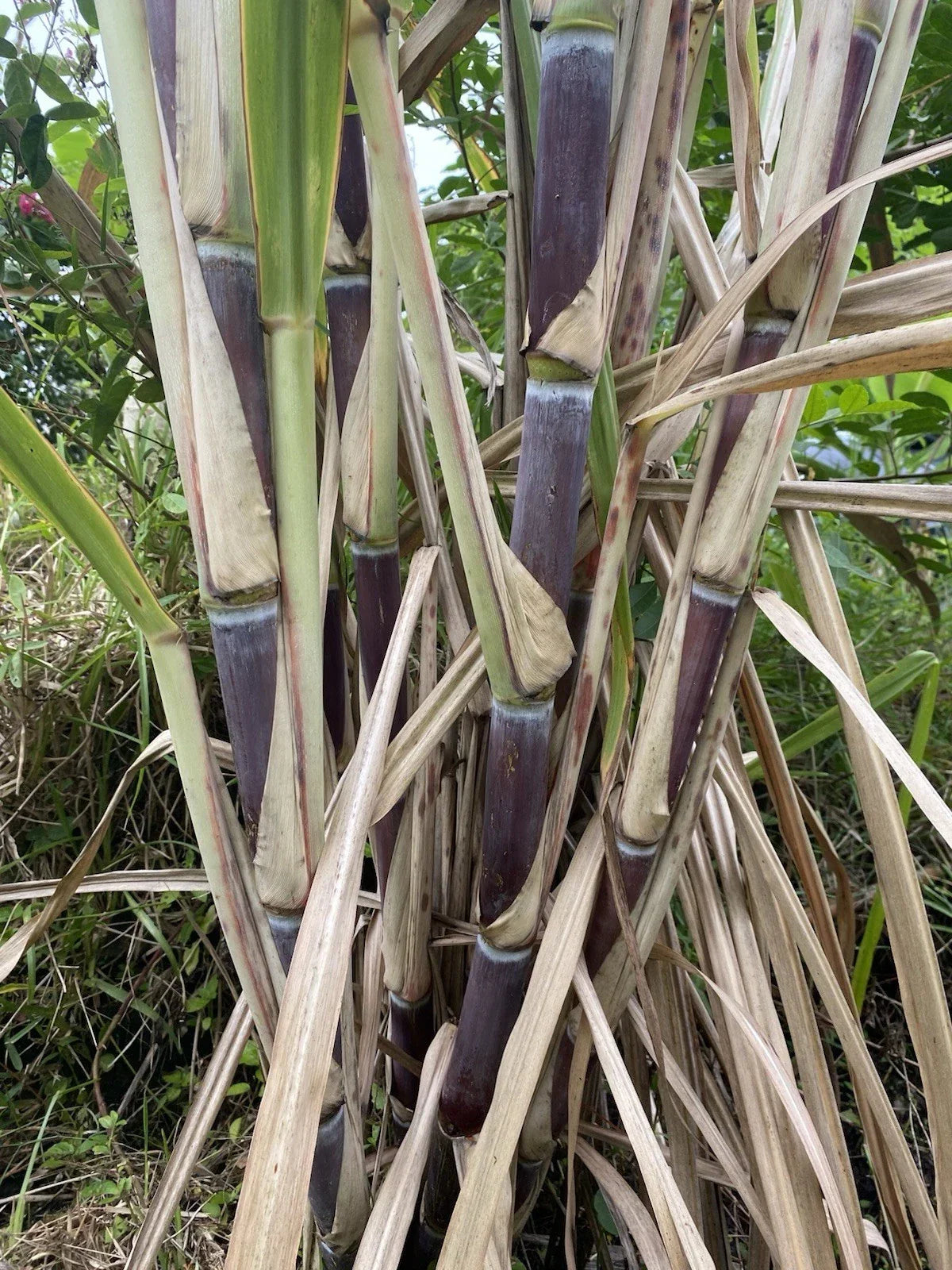 Organically Grown Sugar Cane Cuttings, 3 Large Pieces, Sweet Variety, Saccharum officinarum for Home Garden or Farm
