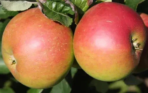 Annie Elizabeth Apple Seeds - 25+ Heirloom Malus domestica - Non-GMO, USA Grown, Perfect for Home Gardening