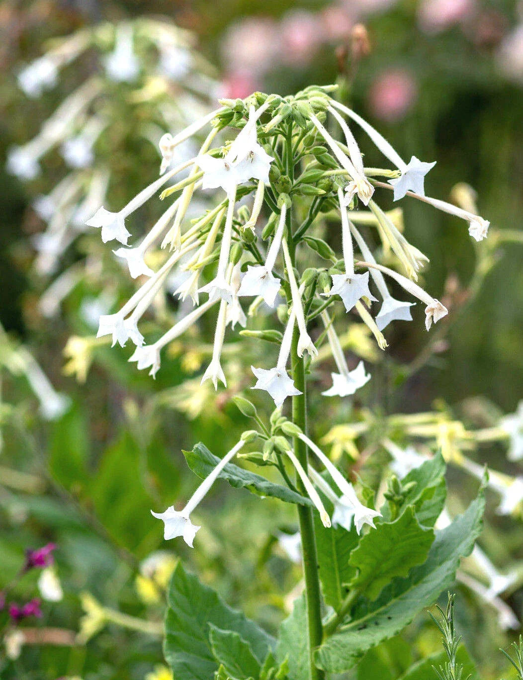 White Jasmine Flowering Tobacco Seeds - 1500+ Seeds - Nicotiana sylvestris - Tropical Herb for Garden and Landscape