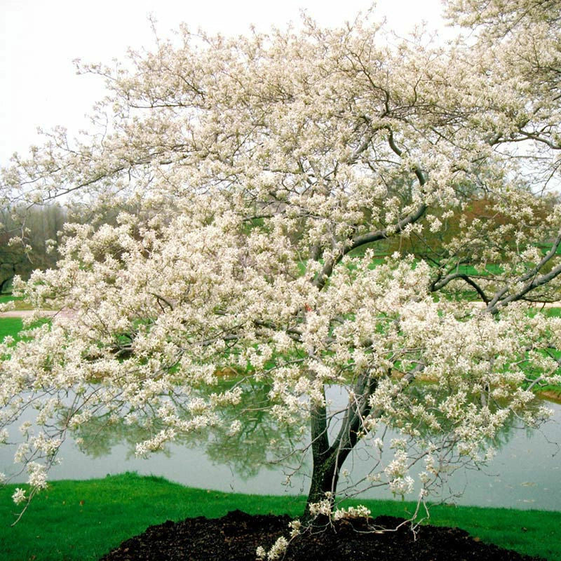 Serviceberry Live Plant 16-24 Inches Amelanchier arborea 2-3 Years Old - Fragrant Blooms & Reddish-Purple Berries