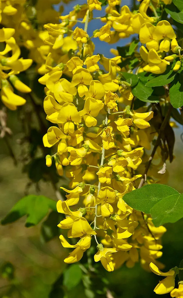 Golden Chain Tree Seeds - 50 Pack, Hardy Fast Growing Laburnum anagyroides, Vibrant Yellow Flowers