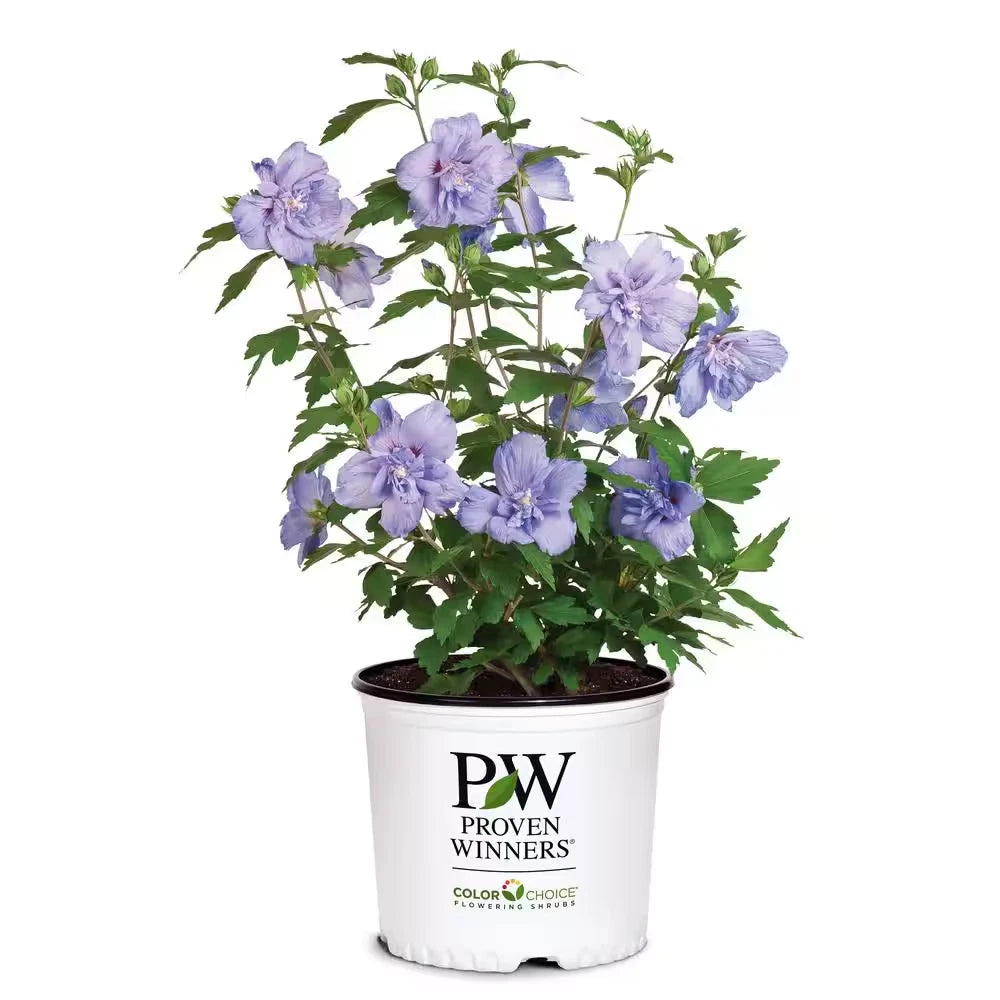 2 Gal. Blue Chiffon Rose of Sharon Plant – Hibiscus syriacus