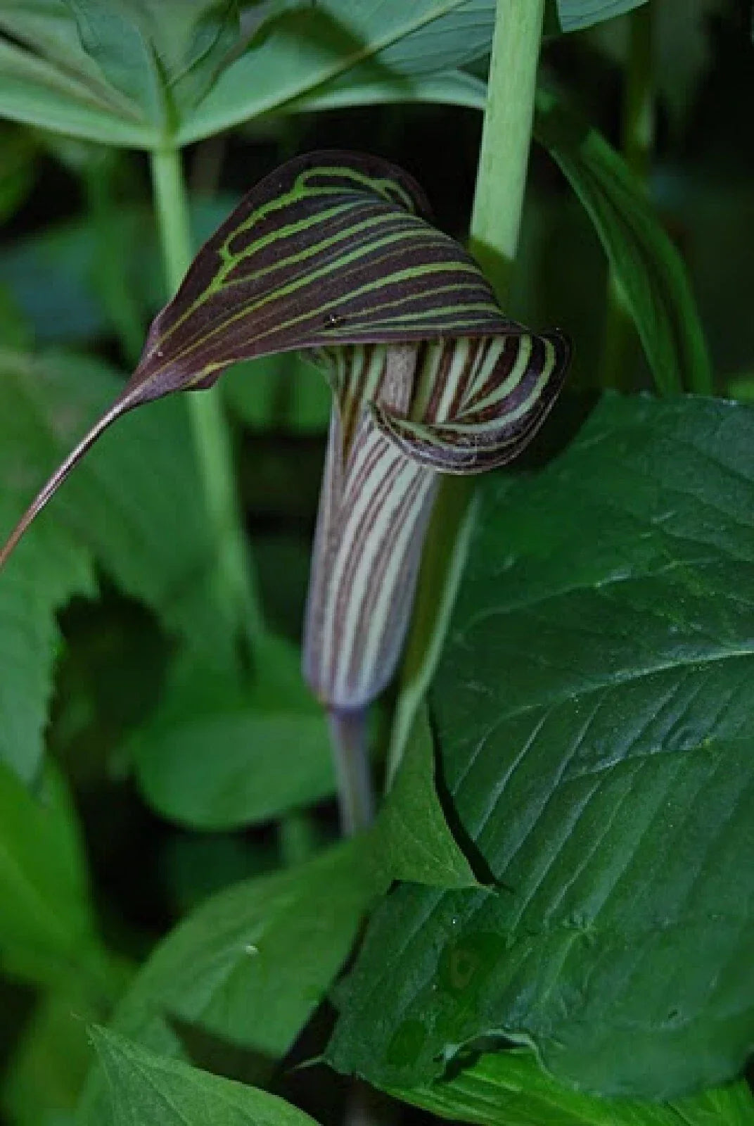 Cobra Lily Seeds - 4 Fresh Untreated Seeds - Arisaema c. - Unique Cobra-Shaped Flowers for Shaded Gardens
