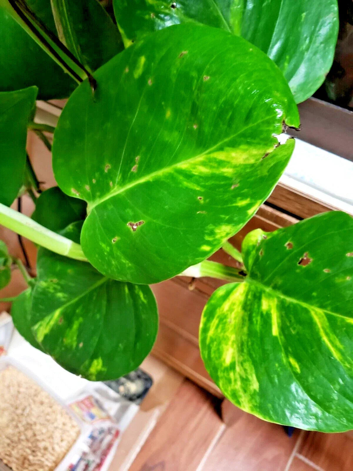 Epipremnum Money Plant Cuttings - 4 Rooted Live Plants, Devil's Ivy, Low Light Indoor Houseplant, Epipremnum aureum