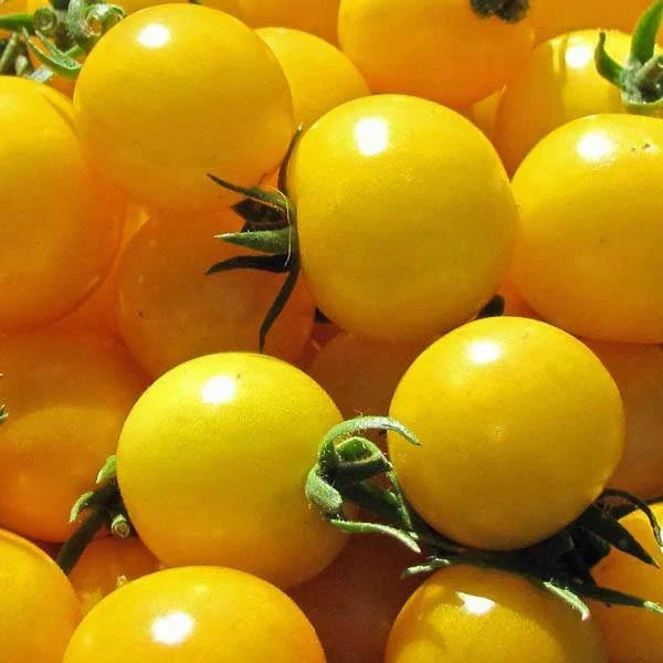 Golden Nugget Tomato Seeds - 25 Heirloom Seeds - Sweet Yellow Tomatoes - Solanum lycopersicum - Non-GMO for Home Gardening