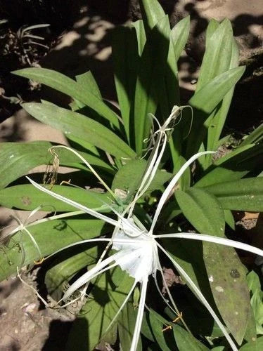 2 Live Spider Lily Plants 10-12" – Rare Wild South Alabama Native – Hymenocallis spp. – Elegant White Blooms