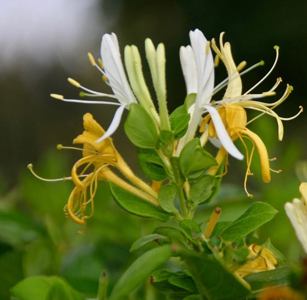 Halls Honeysuckle Cuttings, 5+ Cuttings, Fragrant White Flowers, Lonicera japonica for Garden, Climbing Vine Plant