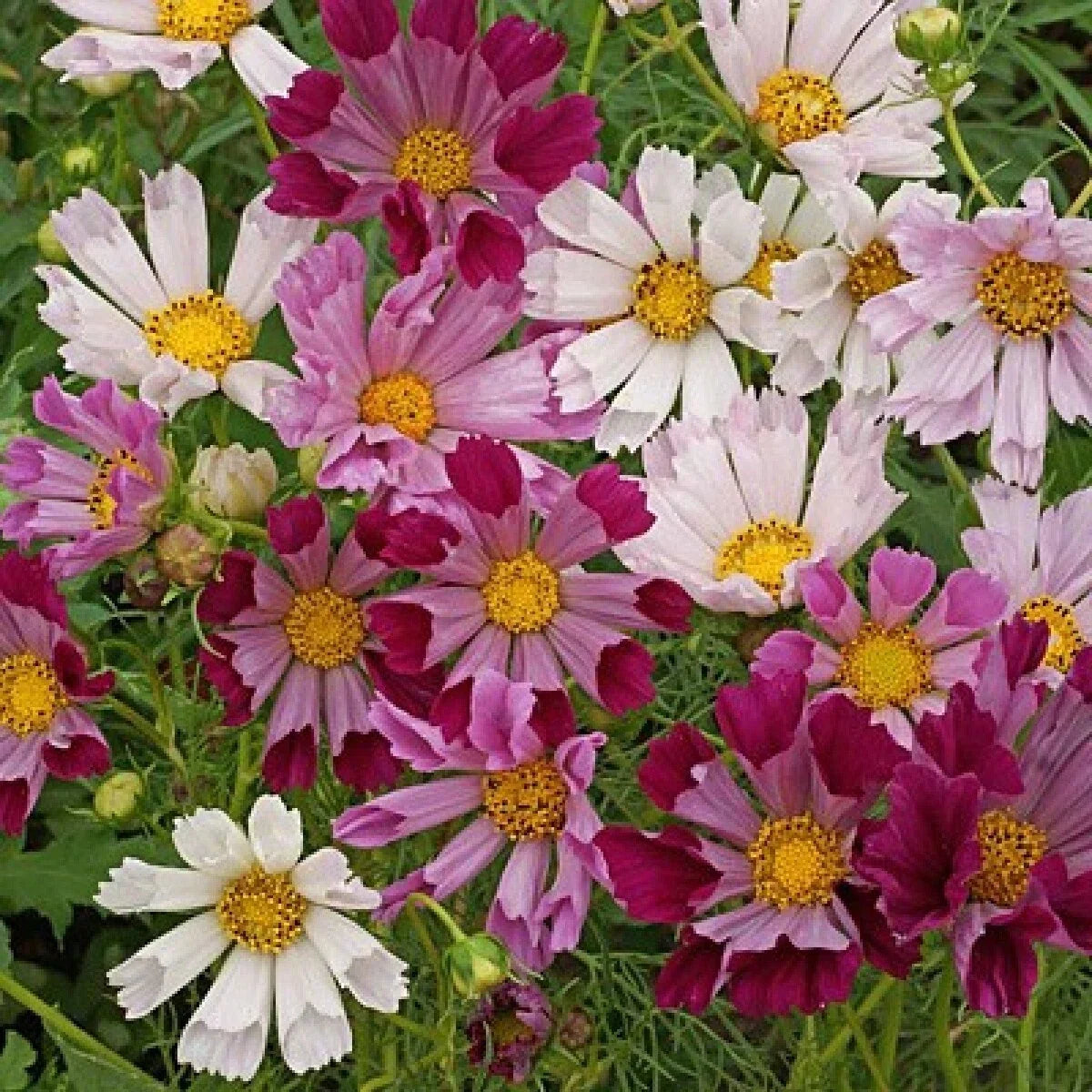 Cosmos Sea Shells Mix Seeds 100 Ct - Mixed Color Cut Flower Seeds (Cosmos bipinnatus) - Non-GMO, Easy to Grow
