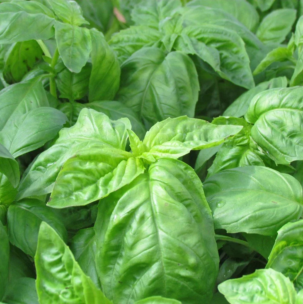 Italian Basil Seeds 200+ Non-GMO Heirloom Culinary Herb Ocimum basilicum 'Genovese' for Home Garden Planting