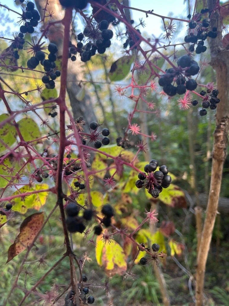 Aralia Spinosa Seeds - Devil's Walking Stick - Berry Producing - Easy to Grow - Choose Your Quantity - Hardy in Zones 4-9