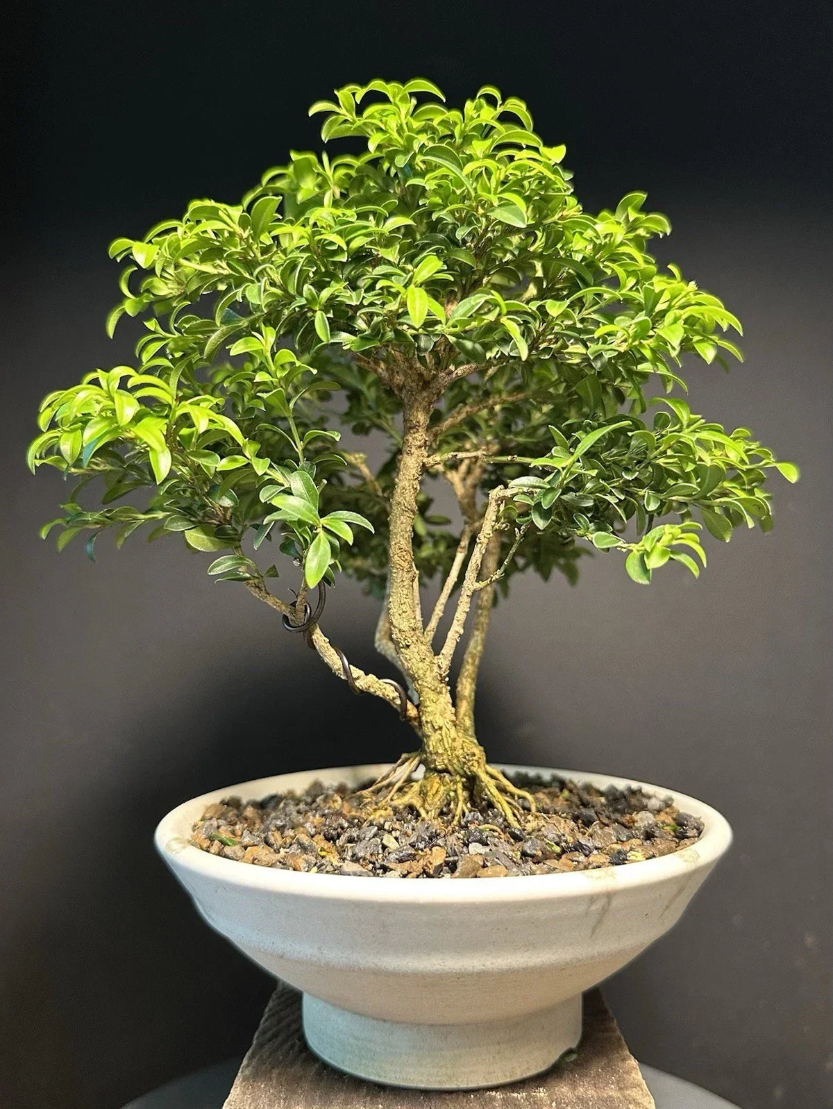 Kingsville Boxwood Bonsai Tree 9” in Glazed Drilled American Tea Pot - Buxus microphylla 'Kingsville' - Indoor/Outdoor Decor